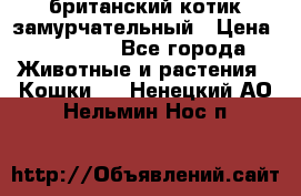 британский котик замурчательный › Цена ­ 12 000 - Все города Животные и растения » Кошки   . Ненецкий АО,Нельмин Нос п.